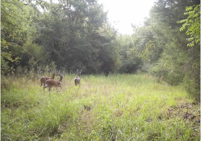 Photo 2 of Land for sale at Tbd County Road 314, Terrell, TX 75161 | MLS# 21360740 | Listing updated on 2026-08-17