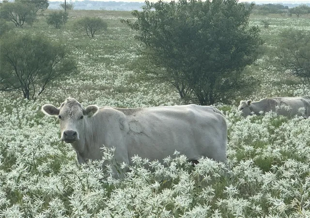 Photo 2 of Land for sale at 313 Private Road 4512, Decatur, TX 76234 | MLS# 21361716 | Listing updated on 2026-08-17