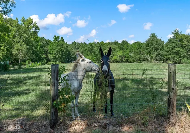 Photo 3 of Land for sale at 0 Rocky Mount Rd, Plain Dealing, LA 71064 | MLS# 21362916 | Listing updated on 2026-08-24
