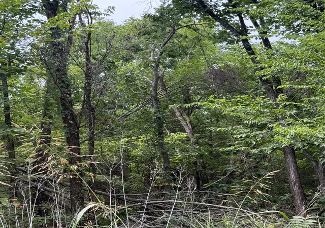 Photo 3 of Land for sale at Tbd 1 County Road 3040, Bonham, TX 75418 | MLS# 21364113 | Listing updated on 2026-08-22