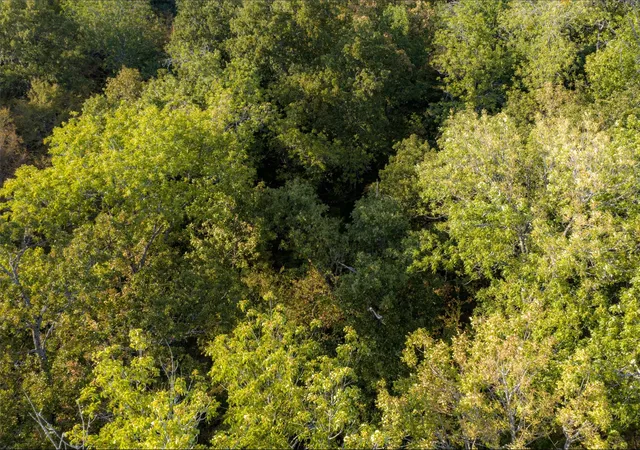 Photo 40 of Sale Pending at 0 Cr 4200, Kerens, TX 75144 | MLS# 21369554 | Listing updated on 2026-08-31