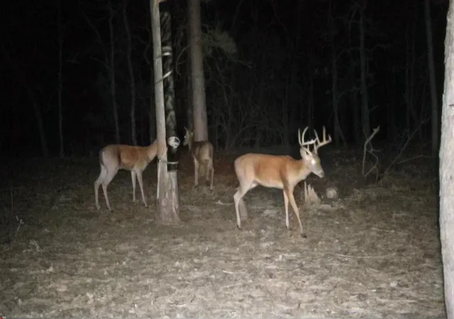 Photo 1 of Land for sale at 4079 S Farm To Market 2869 Rd, Hawkins, TX 75765 | MLS# 21370385 | Listing updated on 2026-08-27