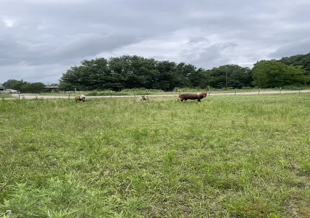 Photo 2 of Land for sale at Tbd Private Road 2545, Quinlan, TX 75474 | MLS# 21371655 | Listing updated on 2026-08-28