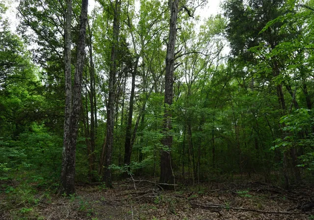 Photo 3 of Land for sale at 11919 County Rd 1200, Malakoff, TX 75148 | MLS# 21374117 | Listing updated on 2026-09-01