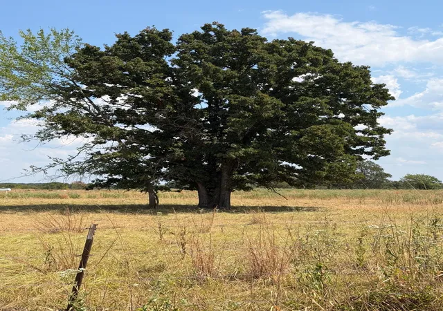 Photo 3 of Land for sale at 1196 Rs County Rd 3220, Emory, TX 75440 | MLS# 21373086 | Listing updated on 2026-09-01