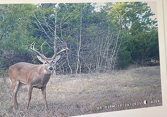 Land for sale at 0000 Cr 2374, Detroit, TX 75436 | MLS# 21324891