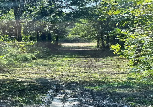 Photo 2 of Land for sale at 0000 Cr 2374, Detroit, TX 75436 | MLS# 21324891 | Listing updated on 2026-09-05