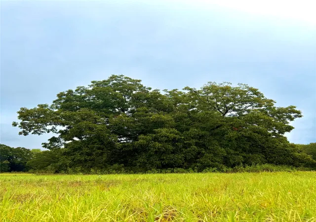 Land for sale at Tbd Tract D Fm 513 Tx, Point, TX 75453 | MLS# 21399869