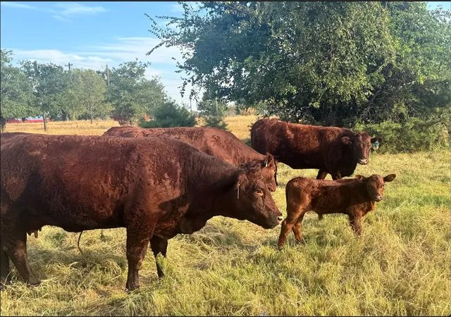 Land for sale at 1870 Ross Ln #1, Springtown, TX 76082 | MLS# 21402909