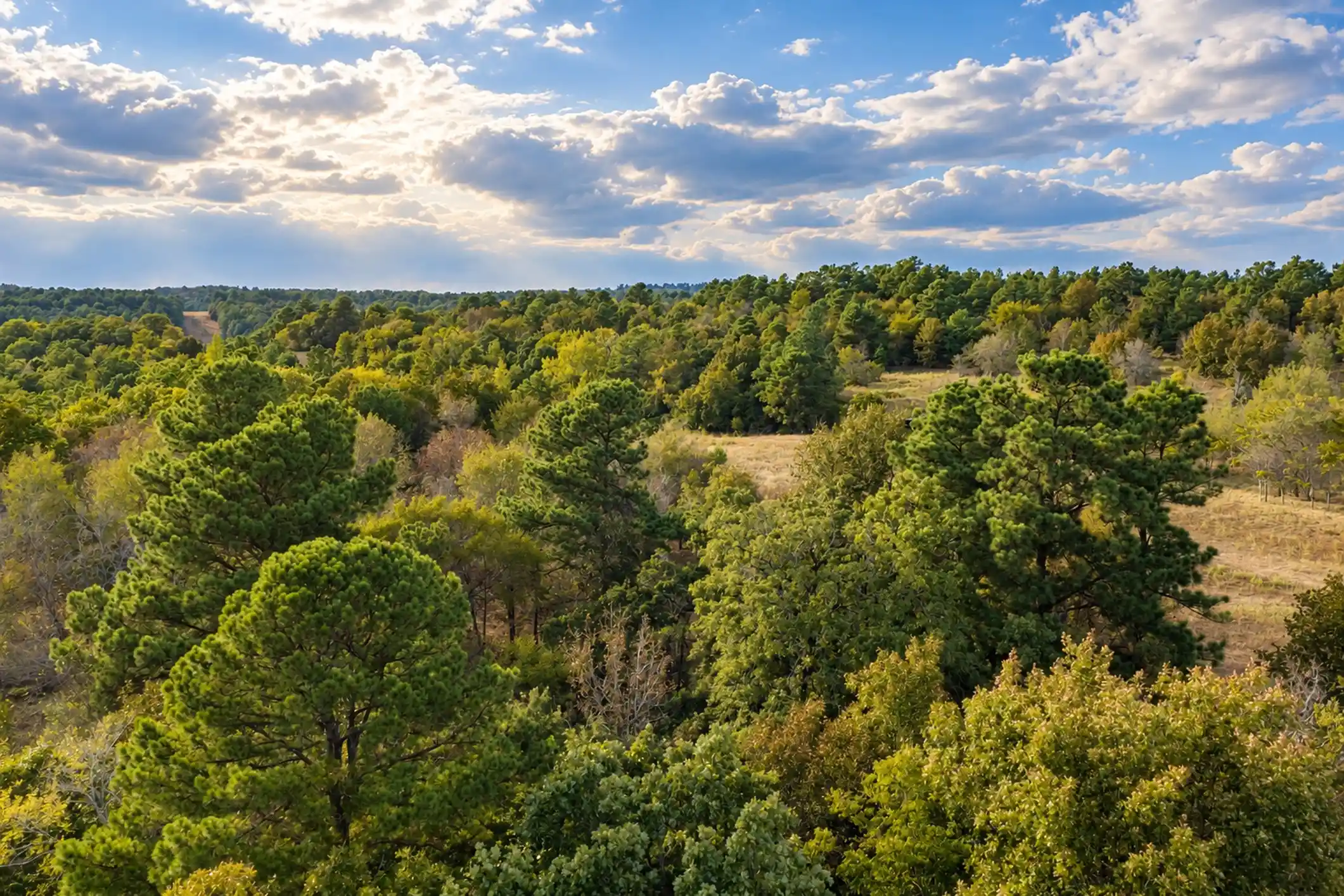 Photo 1 of Land for sale at 00 Off Of County Rd 448, Palestine, TX 75803 | MLS# 21403258 | Listing updated on 2026-10-16