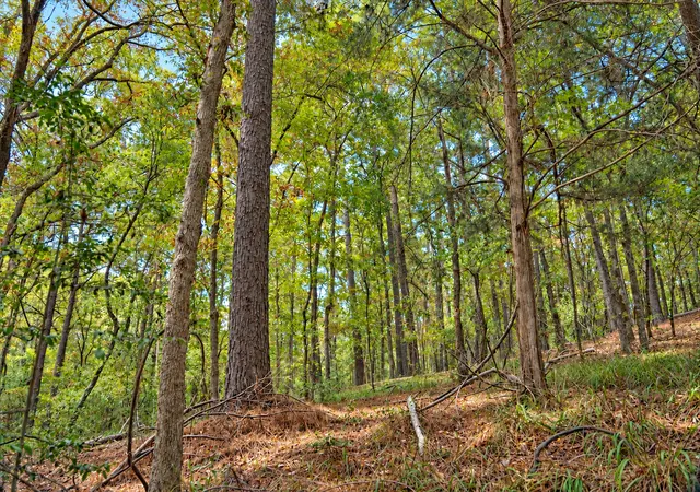 Photo 3 of Land for sale at 00 Off Of County Rd 448, Palestine, TX 75803 | MLS# 21403258 | Listing updated on 2026-10-05