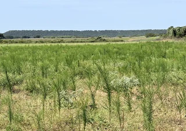 Land for sale at Tbd Keller, Mineral Wells, TX 76067 | MLS# 21402691