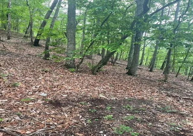 Land for sale at 356 Orieole Ct, Ranger, GA 30734 | MLS# 7799776