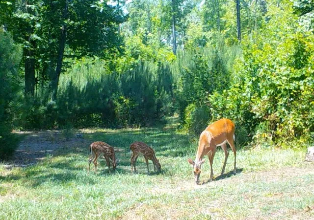 Photo 4 of Sale Pending at 0 Lindsey Lake Rd, Dallas, GA 30157 | MLS# 7779813 | Listing updated on 2026-08-04