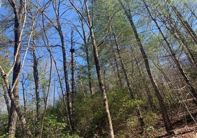 4th image of 0 East New Hope Rd, Ellijay, GA 30536 | MLS# 7817502