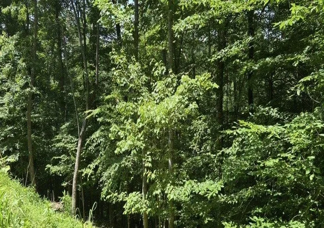Photo 4 of Land for sale at Lt 780 Omen Cir, Ellijay, GA 30540 | MLS# 7787116 | Listing updated on 2026-10-16