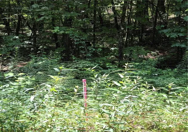 2nd image of 00 Chopped Oak Rd, Ellijay, GA 30540 | MLS# 7815319