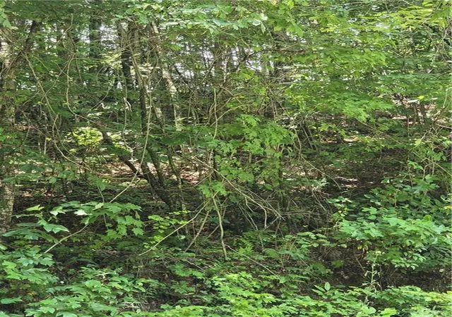 4th image of 00 Chopped Oak Rd, Ellijay, GA 30540 | MLS# 7815319
