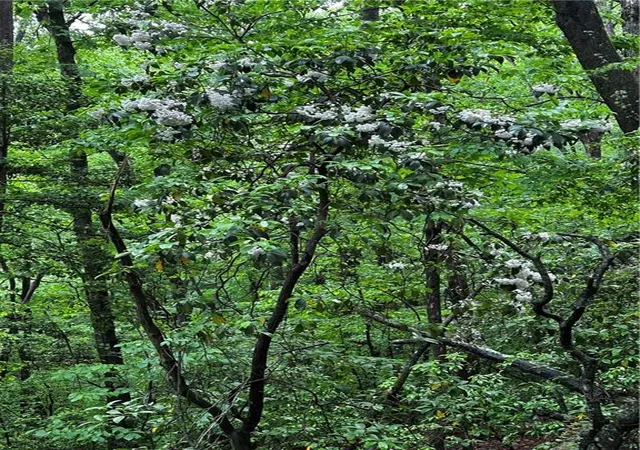 4th image of 00 Lazy River Lane, Ellijay, GA 30536 | MLS# 7767750