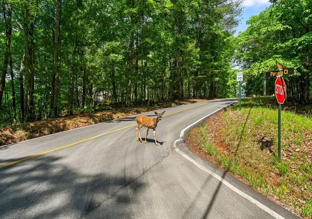 Photo 4 of Land for sale at 0 Pamela Ct, Ellijay, GA 30540 | MLS# 7779223 | Listing updated on 2026-05-31