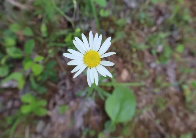 Photo 3 of Land for sale at 0 Parksbrook Rd A, Ellijay, GA 30540 | MLS# 7727634 | Listing updated on 2026-03-03