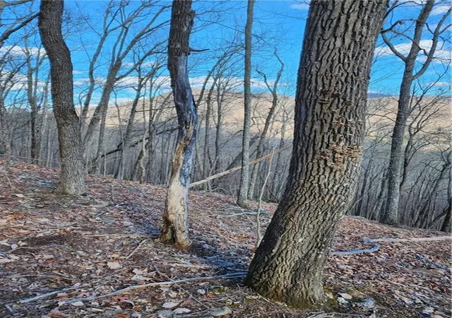 Photo 4 of Land for sale at 0 Trackrock Gap Rd, Blairsville, GA 30512 | MLS# 7786164 | Listing updated on 2026-07-07