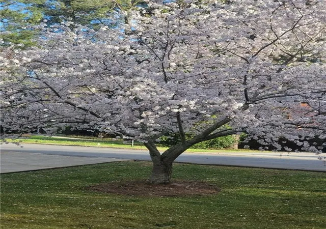 Photo 3 of Single family home for sale at 2637 Sunny Ln SE, Marietta, GA 30067 | MLS# 7789539 | Listing updated on 2026-08-06