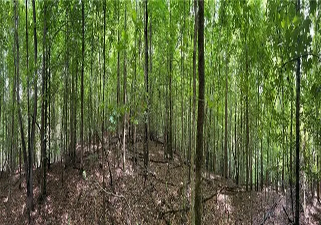 Photo 7 of Land for sale at 3223 Hidden Valley Rd, Gainesville, GA 30506 | MLS# 7586564 | Listing updated on 2026-02-06