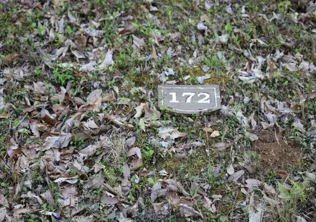 Photo 1 of Land for sale at 172 Trailwood Dr, Ellijay, GA 30536 | MLS# 7851623 | Listing updated on 2026-10-09