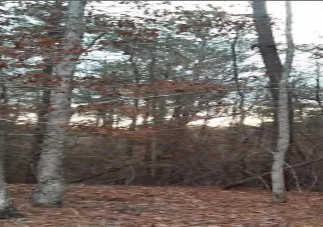5th image of 2771 Carey Station Rd St, Greensboro, GA 30642 | MLS# 7817530