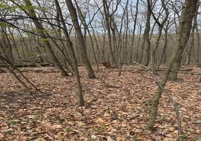 Photo 12 of Land for sale at 0 Walnut Dowler Rd, Logan, OH 43138 | MLS# 225043922 | Listing updated on 2026-07-29
