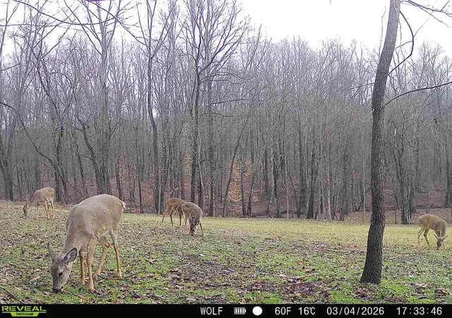 Homes for sale in Mc Arthur, OH | 33819 Wolf Hill Rd #(Tract 4 Wolf Hill), Mc Arthur, OH 45651 | MLS# 226009832