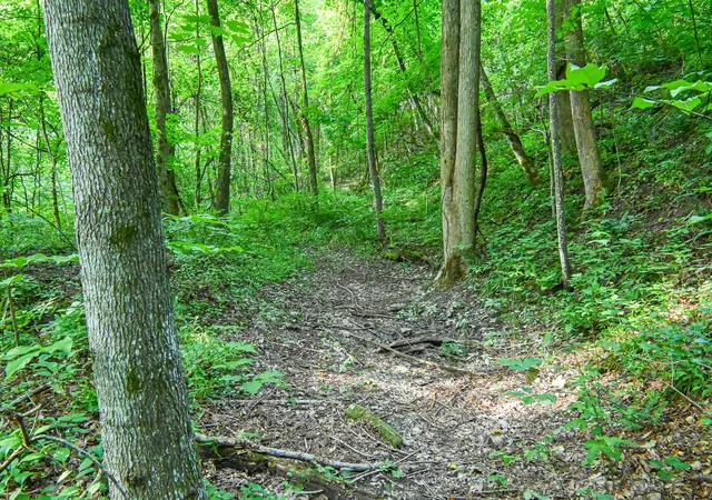 15th image of 0 East Fork Pond Run Rd, Stout, OH 45684 | MLS# 226028538