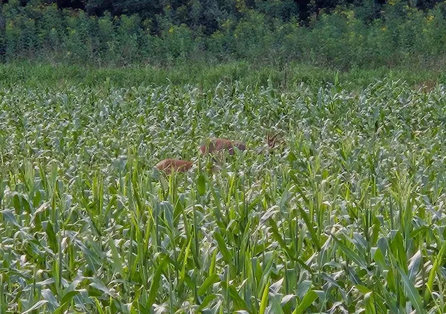 29th image of 734 Whitetail Loop, Newark, OH 43055 | MLS# 226030083