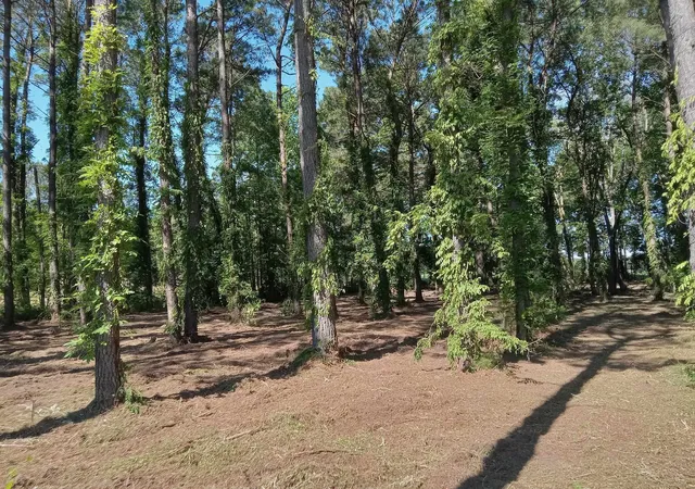 Photo 3 of Land for sale at Tbd4 Kickapoo Dr, Green Sea, SC 29545 | MLS# 2323515 | Listing updated on 2026-07-31