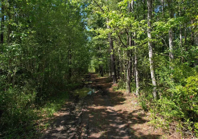 Photo 4 of Land for sale at Tbd Cain Wilson Rd, Conway, SC 29526 | MLS# 2409355 | Listing updated on 2025-10-13