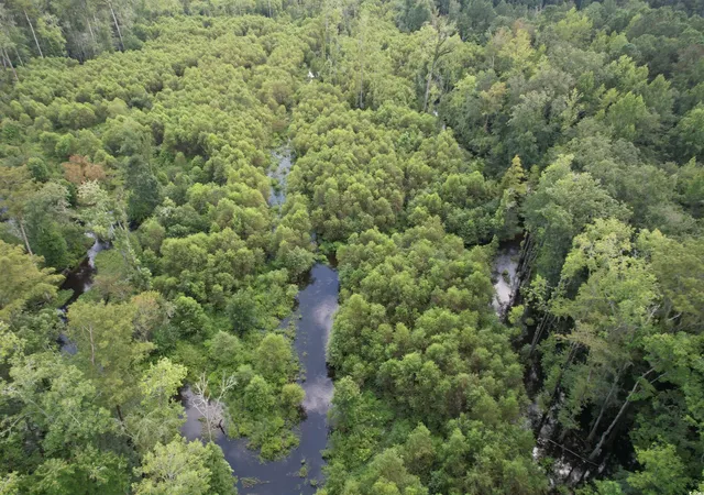 5th image of 9783 Acres-Tbd Sugar Hill Fox Rd, Pamplico, SC 29583 | MLS# 2520492
