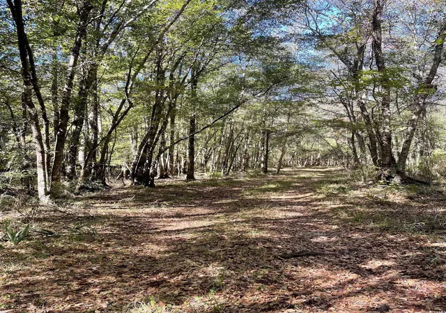 Photo 4 of Land for sale at Martin Luther King Jr Hwy, Kingstree, SC 29556 | MLS# 2525832 | Listing updated on 2026-07-22