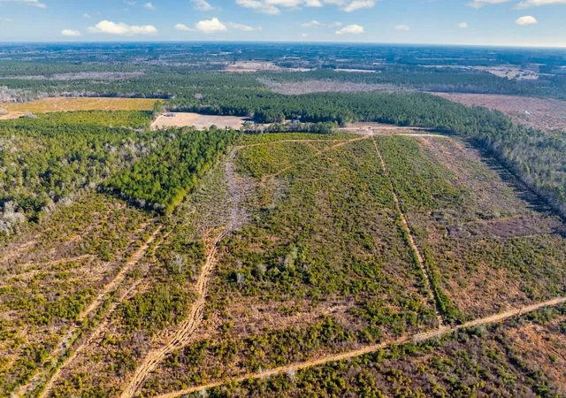 Photo 3 of Land for sale at 100 Acres Fifteen Mile Bay Rd, Nichols, SC 29581 | MLS# 2604121 | Listing updated on 2026-04-07