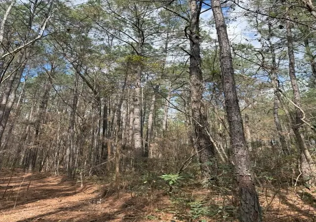 11th image of 0 School Bus Rd, Jamestown, SC 29453 | MLS# 2606431