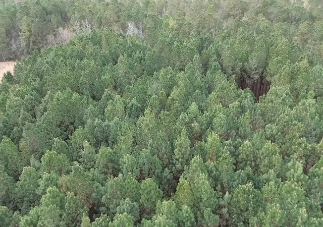 Photo 3 of Land for sale at 211 Acres Boggy Branch Rd, Nichols, SC 29581 | MLS# 2607015 | Listing updated on 2026-08-24