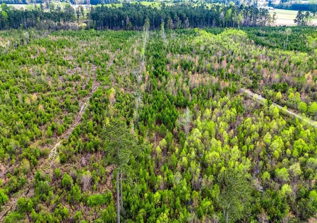 Photo 4 of Land for sale at Tbd Jordan Rd, Galivants Ferry, SC 29544 | MLS# 2607806 | Listing updated on 2026-07-22