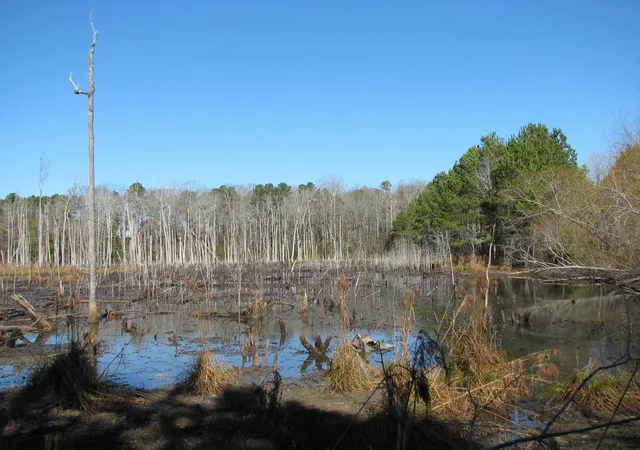 Photo 2 of Land for sale at 0 Cannery Rd, Dalzell, SC 29040 | MLS# 2607865 | Listing updated on 2026-03-26