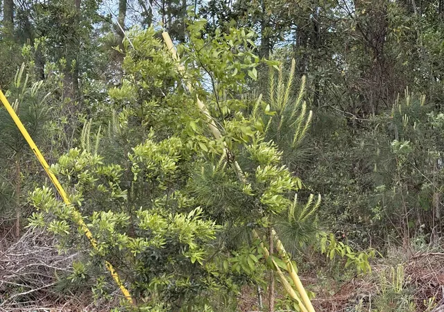 Photo 1 of Land for sale at Tbd Gussie Ct, Myrtle Beach, SC 29588 | MLS# 2608710 | Listing updated on 2026-07-04