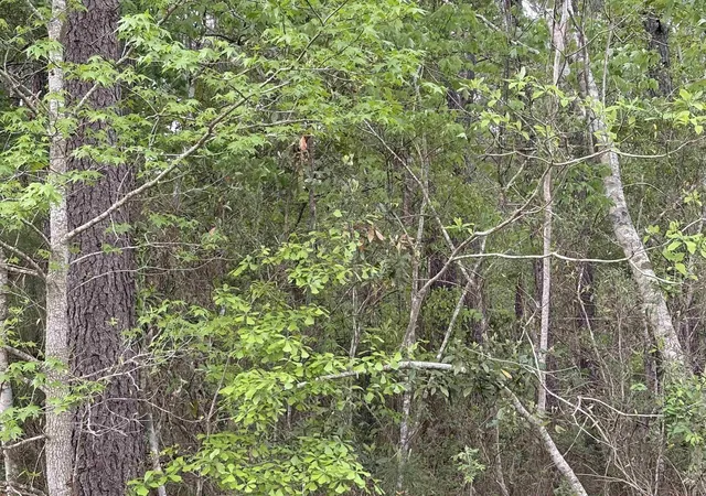 Photo 3 of Land for sale at Tbd Gussie Ct, Myrtle Beach, SC 29588 | MLS# 2608710 | Listing updated on 2026-07-04