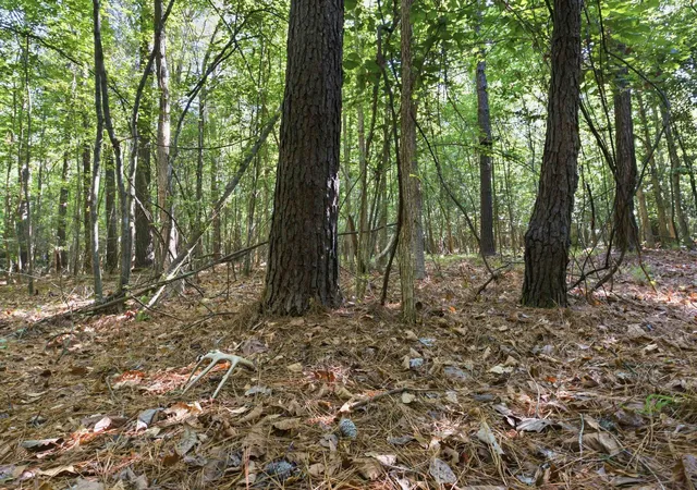 Homes for sale in Nichols, SC | 9475 Lake Swamp Rd, Nichols, SC 29581 | MLS# 2612151