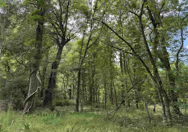 Photo 3 of Land for sale at 178 Acres-5871 Pennyroyal Rd, Georgetown, SC 29440 | MLS# 2613489 | Listing updated on 2026-07-16