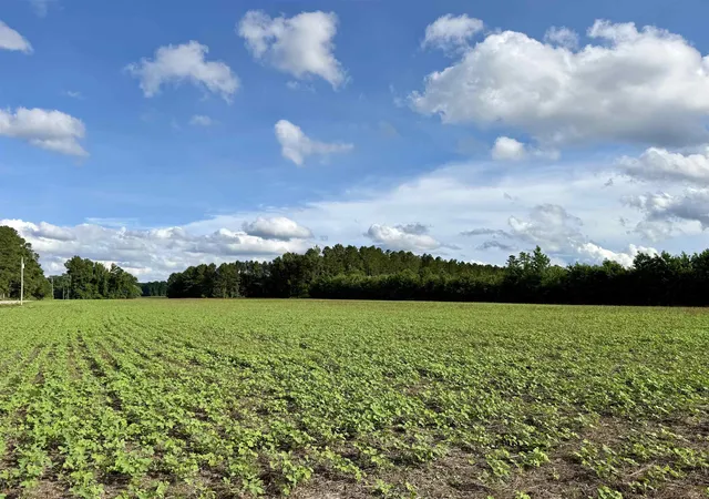 31st image of 85± Acres   Muddy Creek Rd, Johnsonville, SC 29555 | MLS# 2615582