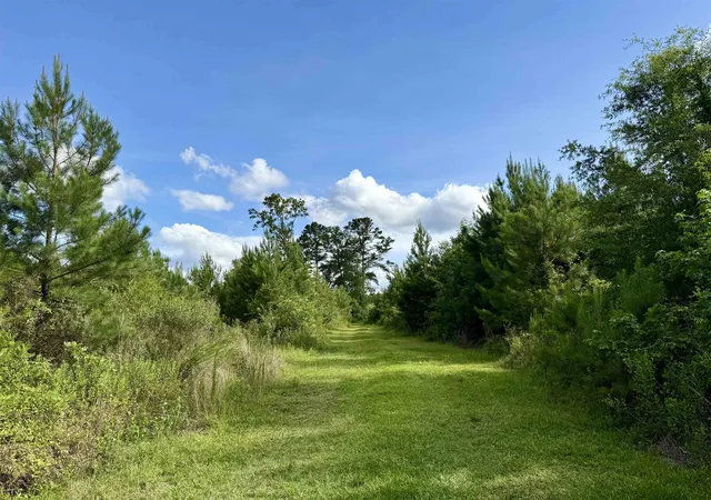 4th image of 85± Acres - Muddy Creek Rd, Johnsonville, SC 29555 | MLS# 2615582
