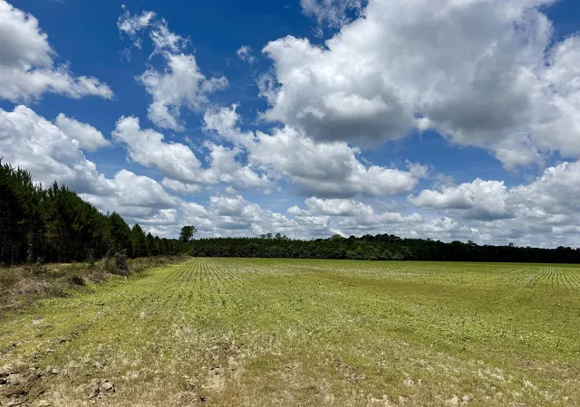 Homes for sale in Andrews, SC | 8303 Acres   Birch Creek Rd, Andrews, SC 29510 | MLS# 2616357